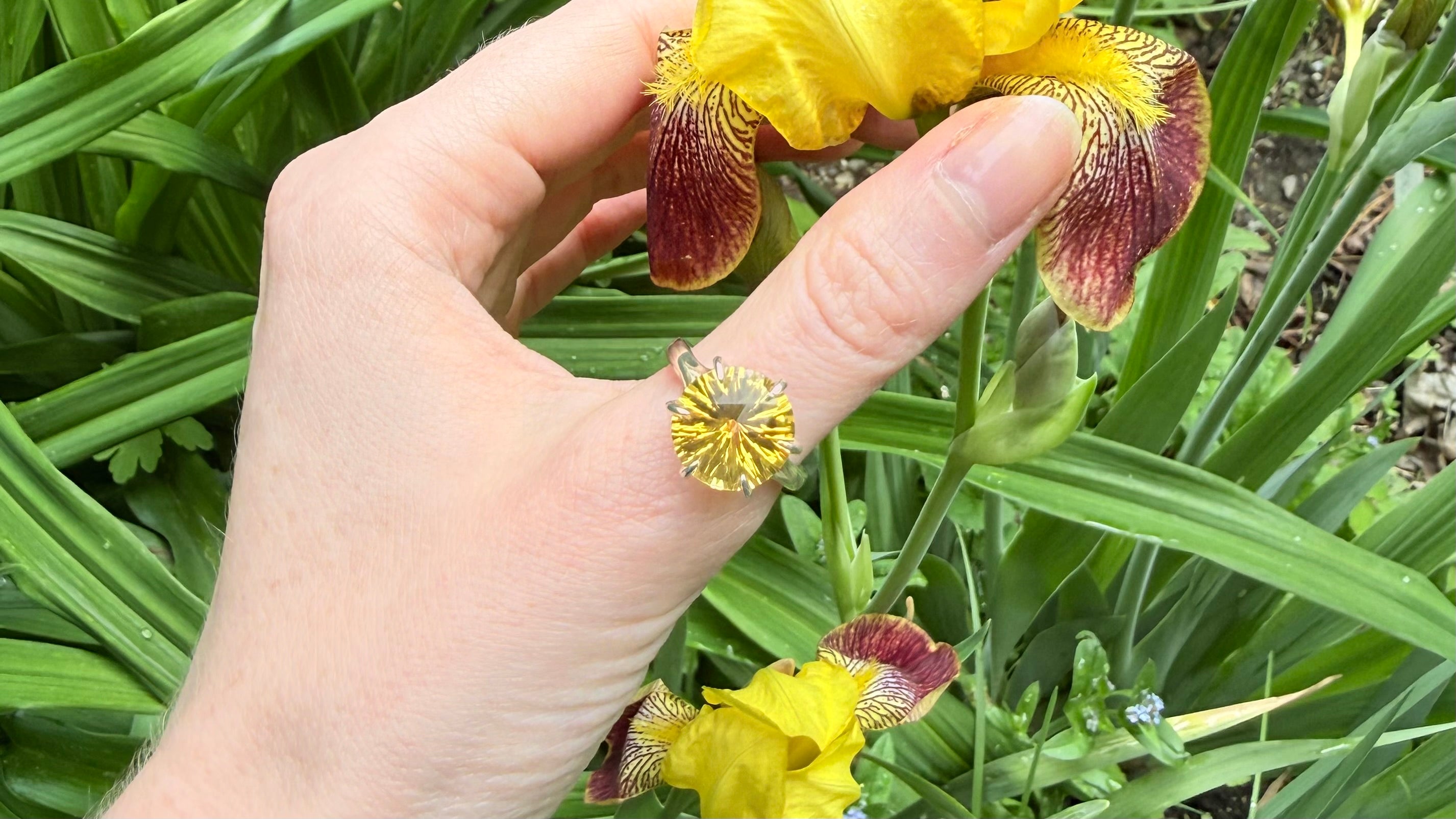 Hand with citrine yellow ring holding a yellow and red iris flower with more flowers in the background