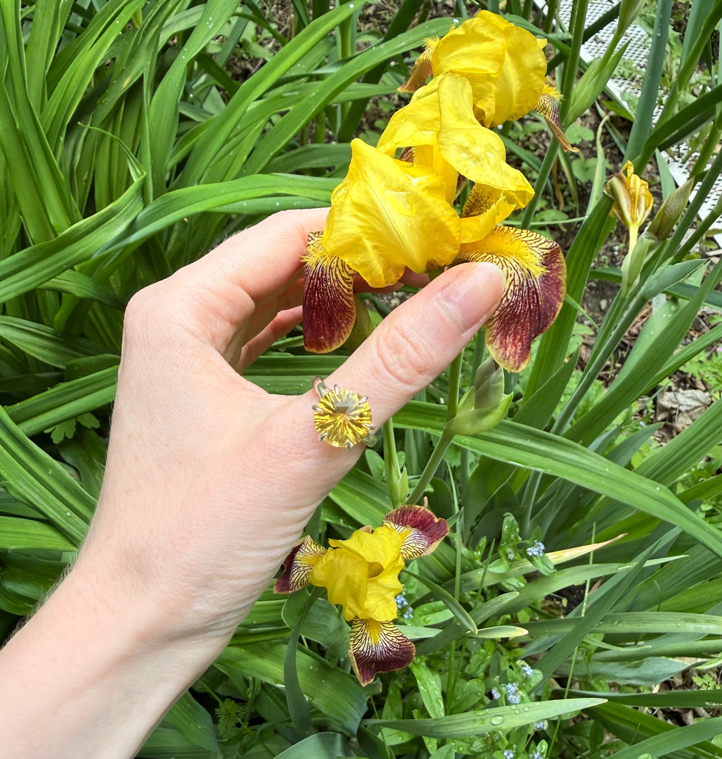 Hand with Citrine Ring holding a yellow flower with green leaves in the background